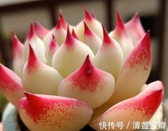 养多肉就像修炼一样,即便是普通的水蜜桃,也能绽放光彩