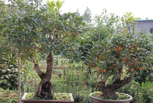 如何把桂花培育成老桩盆景学会嫁接、管理,身价翻倍不难