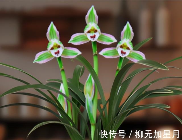 花香|此兰“花开双色”,花姿端庄优雅,兰香四溢持久,花开后香飘满屋!