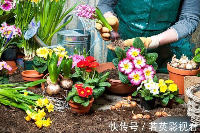 富贵竹|扔花正当时！垃圾桶边看到4种花，赶紧捡回家，一个月就能大变样