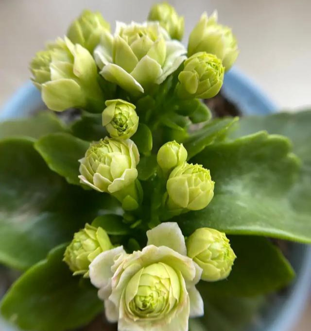 品种|75个长寿花品种,一个比一个美,一起来认识一下吧!