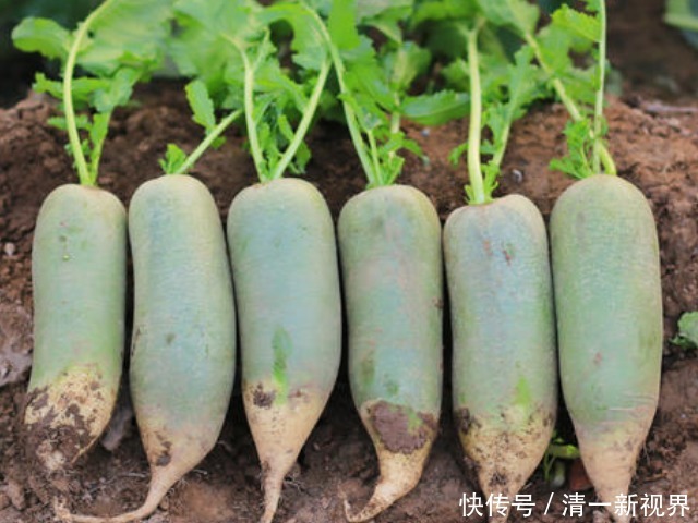 上火|牙龈红肿痛是怎么回事可能是上火了,正确清火的方法要收好