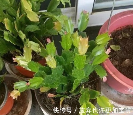 蟹爪兰|蟹爪兰想要快开花,这种叶子不要留,掐掉嗖嗖冒花苞