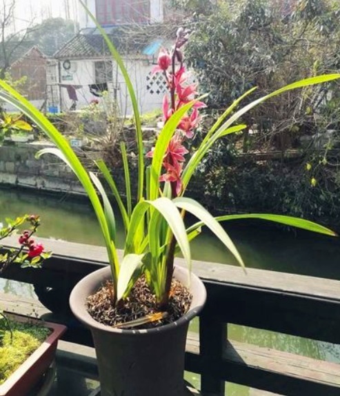 兰花养不好,就学1招“绝妙的技巧”,用后叶芽蹭蹭长,花开不停