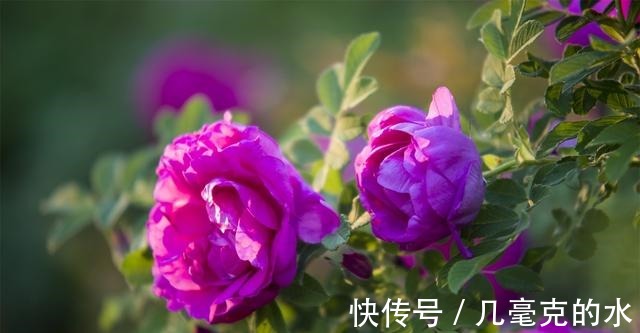 人养花，花亦养人！8种能“吃”的花，漂亮又美味，建议养一盆！