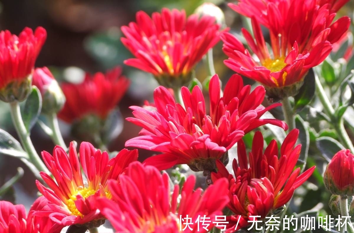 菊花|平日里送花,不要送碗莲,有人会忌讳