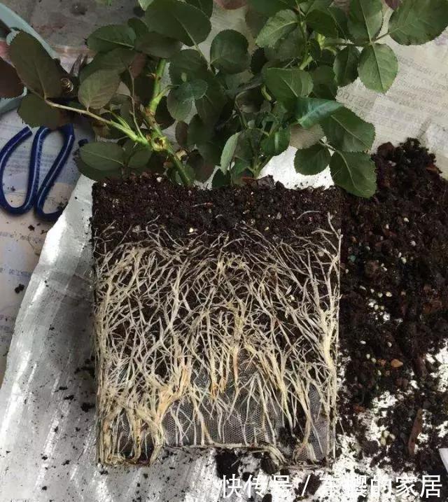 养花旧土别丢，掺入这“3样”，肥得流油不板结，养花太旺了