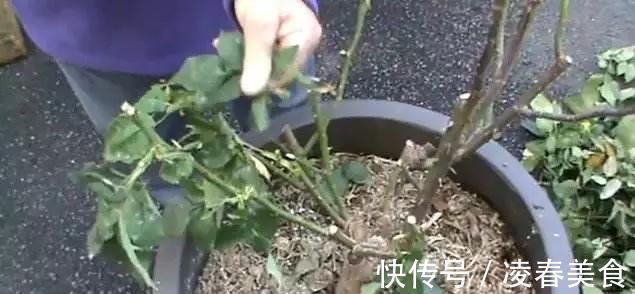 虎皮兰|这16种花冬天越浇越死,3个月不管,反而长高个