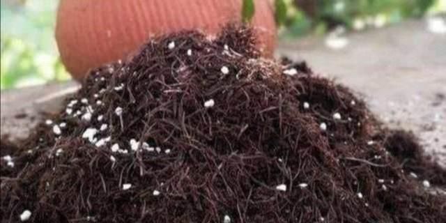 根系|公园里面逛一逛,3种“垃圾”捡回家,花盆里扔一些,啥花都喜欢