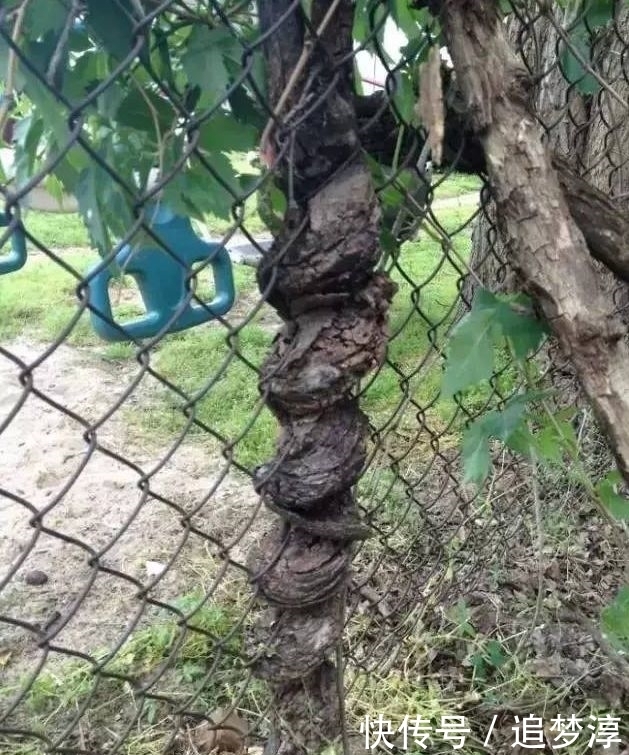 震撼！21棵不想“死”的树，这就是生命