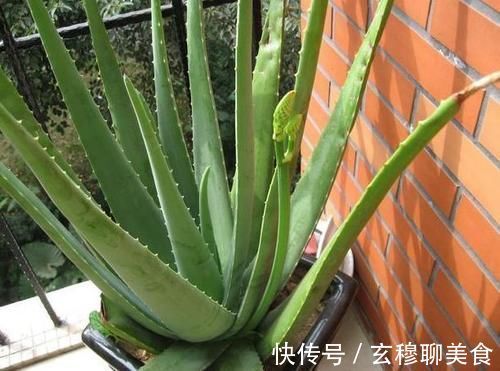 芦荟喜光畏寒怕涝，如何盆栽成老桩？养护专家告诉你