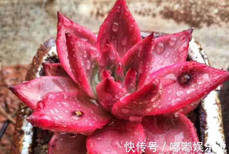 罗密欧|叶片四季皆红的多肉罗宾，不管你说它好不好养，反正我是觉得好养