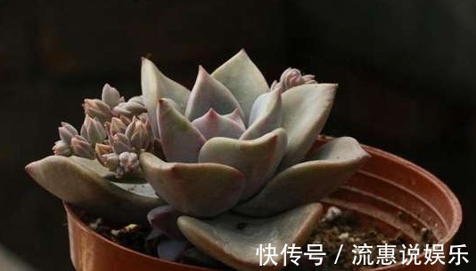 姬胧月|家里养上如下多肉植物准没错！既好看又好养，“养花杀手”的福音
