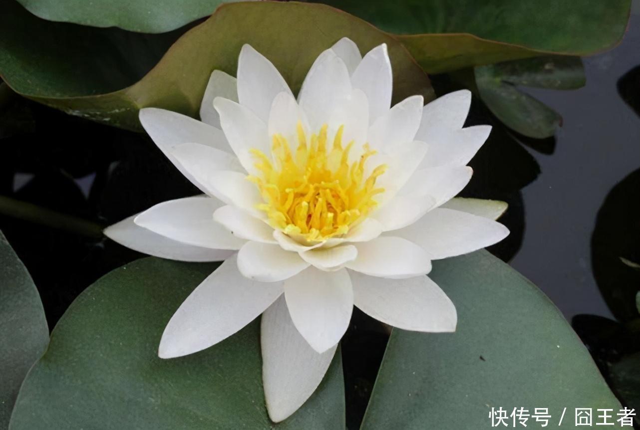 混子|魔兽世界怀旧服:金团中不想给混子发工资,学学这名团长的做法吧