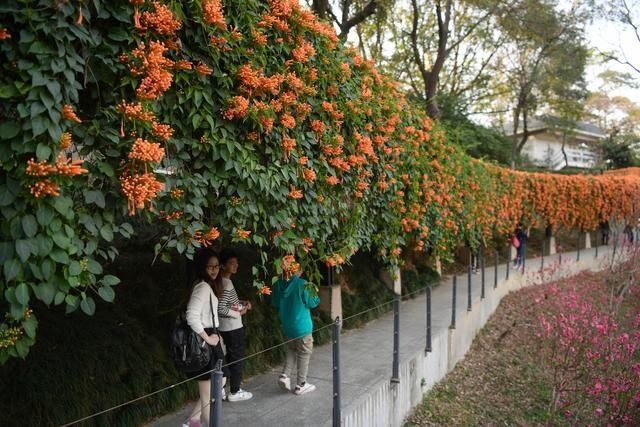 图集｜是春天了！一起听花开的声音