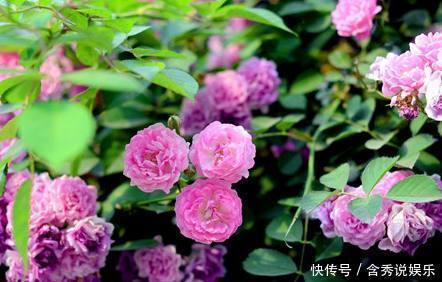 漂亮|这种漂亮又好养活的花，揪个叶子就发芽，一盆养成几十盆！