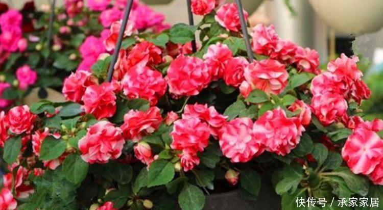 养花就养盆好养的,花大色艳很漂亮,造型奇特,超引人注意