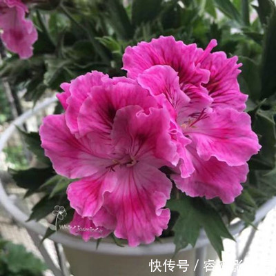 阳台种了30多种天竺葵,美不胜收,客人来了都舍不得走