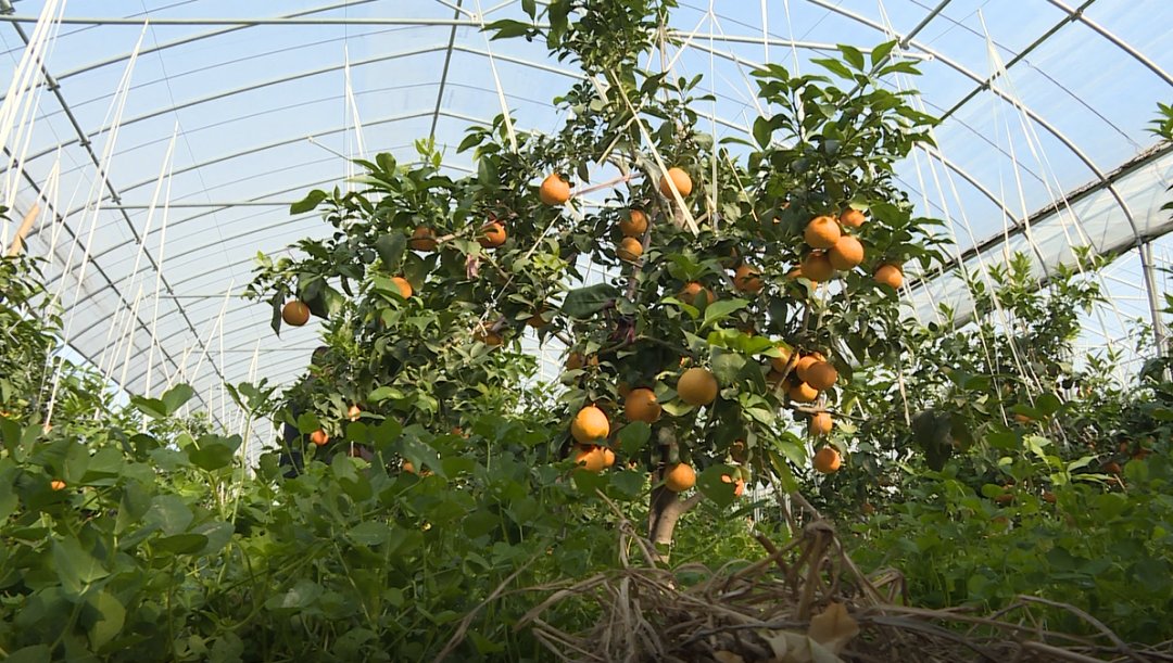 爱马仕|舌尖爆汁！橘子届的“爱马仕”进入采摘期，你千万别错过！