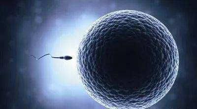 排卵期|精子和卵子相遇需要多少时间超过这个时间没有五个反应,别等了