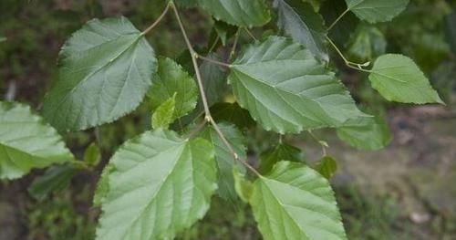 高血压患者|这个时间段是高血压的“魔鬼时间”,想稳住血压,做好3点就足够