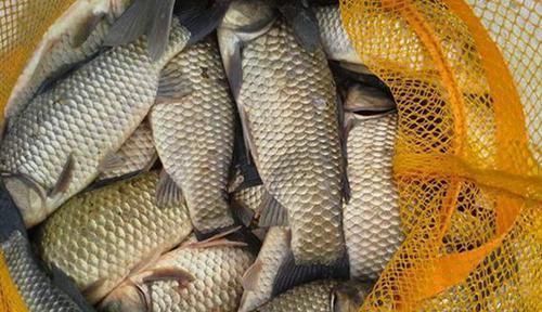 麦芽糖|钓鱼技巧：民间野钓大板鲫绝杀招数，蘸米钓的操作要点！