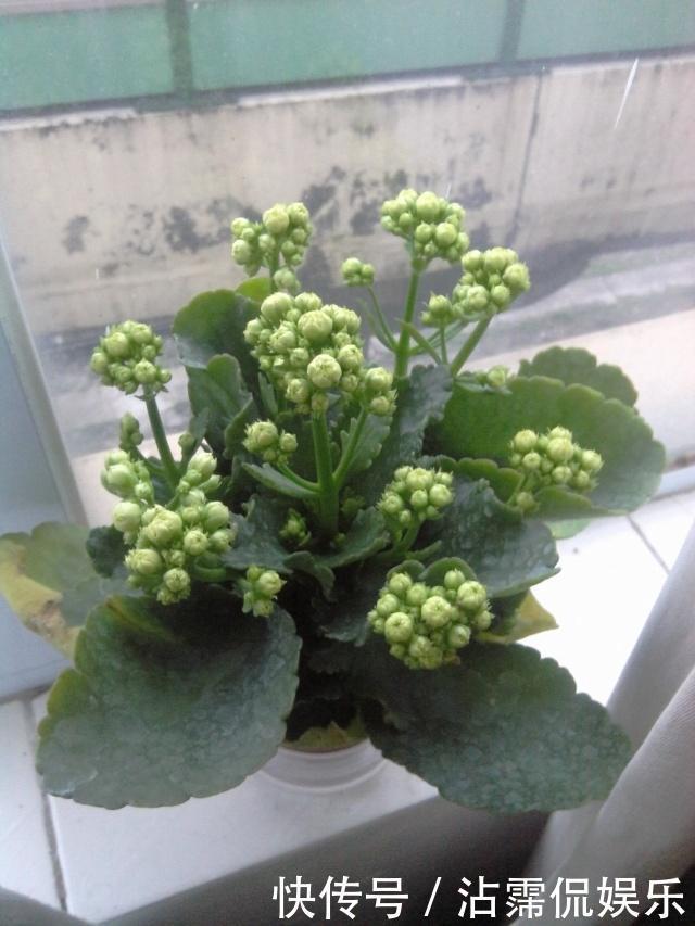 邻居|长寿花和蟹爪兰可以做邻居吗原来这么“养”,枝叶茂密花开不断