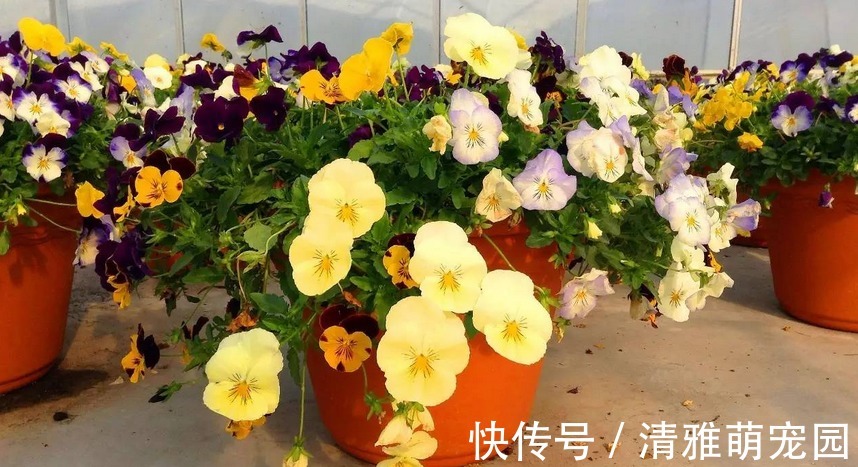 用鸡蛋壳养花,方法多种多样,植物盆栽用了越长越起劲