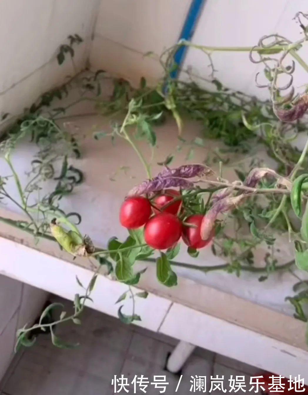 3个月后才回家,家里的花疯了,墙缝、房顶都爬满!