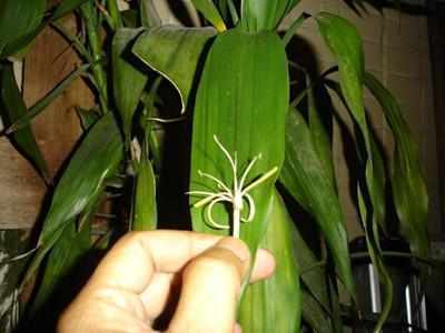 夏秋季|富贵竹捡回来养了2年,一米多高还开花了,方法原来这么简单!