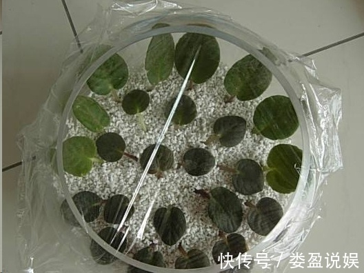 长寿花|别再浪费钱买花了，这些花掰片叶子就能长一大盆，省下好多钱！