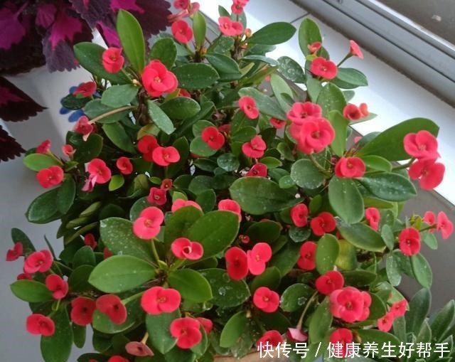 5种花卉,最爱“毒日头”,越晒越开花,千万别放屋里养!