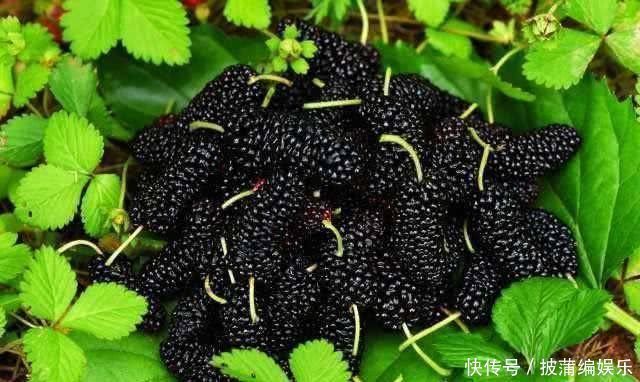 皮肤|5种食物是“天然的黄体酮”,女人常吃,皮肤白嫩,越来越年轻