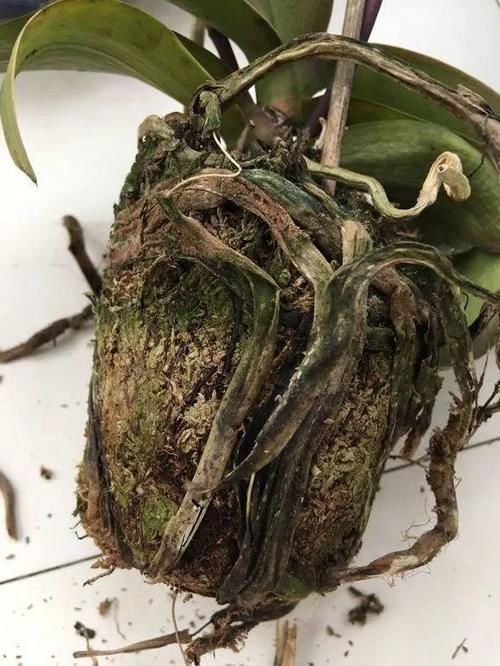 年宵花|蝴蝶兰“烂大根”？秋天剪一剪泡个澡，照样开成花中“美王后”