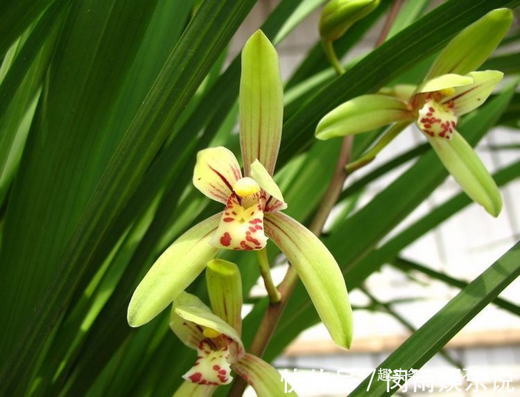 大花蕙兰|养花就养这几款,团团圆圆、好运连连,寓意财源滚滚,大吉大利