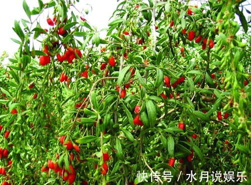 泡枸杞|枸杞百利但有三害,危害极大,很多人都不清楚,一直到现在才了解