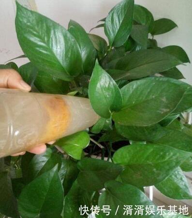 土豆丝|1种“液体”家家都有,养花一月喝“1勺”,嗖嗖长爆盆!