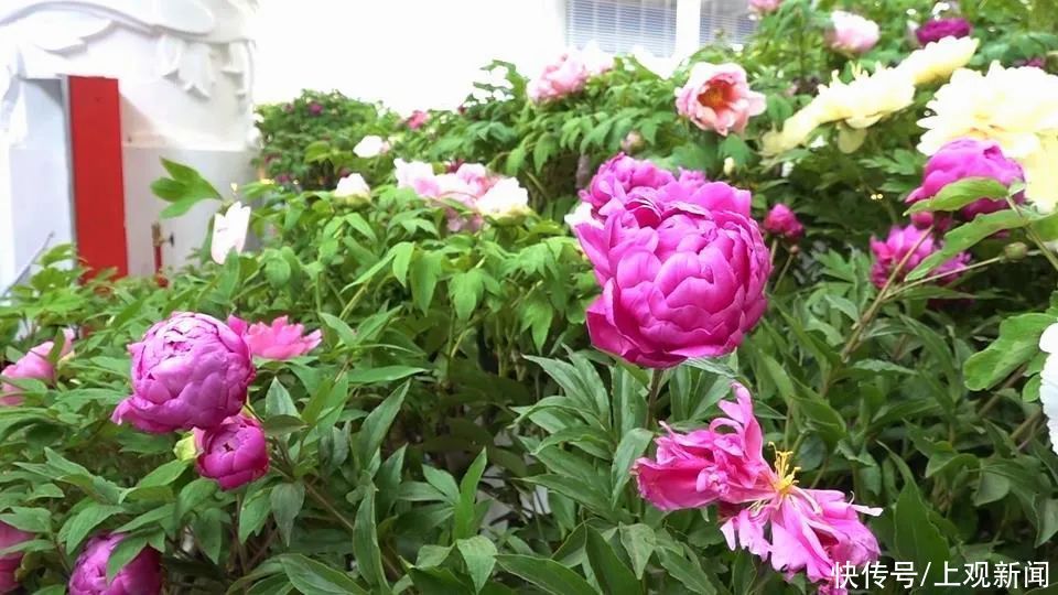 牡丹花 菏泽牡丹绽放花博园，色系多品类全风姿卓然