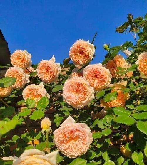 “最累”的8种花,花开连续几个月,一次开花几百朵!