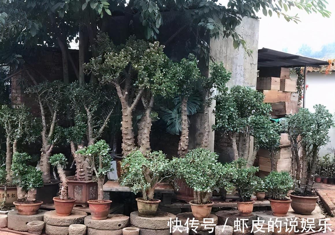 寿命长的“3种花”,最喜欢用小盆栽种,盆越“小”长得越好