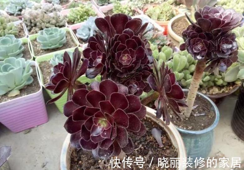 长势|入秋以后,多肉法师要放养,丢失外长势旺,养成群生手捧花
