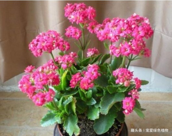 养长寿花,盆里滴5滴“它”,1年不施肥,也能开“爆盆”!