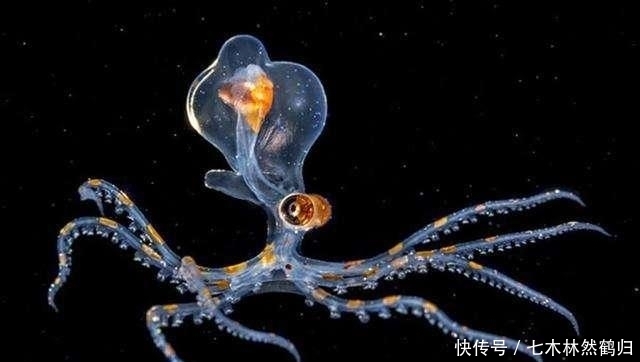 海洋 零下231℃的冥王星有生命存在?NASA发现液态海洋,和太阳系一样悠久
