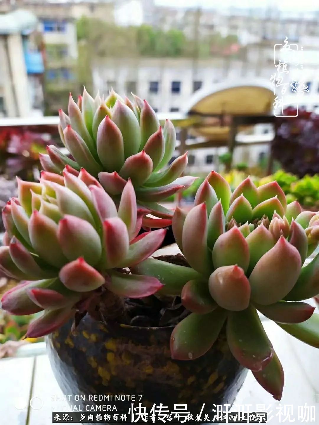 长势|为提升免疫力而养多肉植物,养肉后,体弱的我身体越来越好!