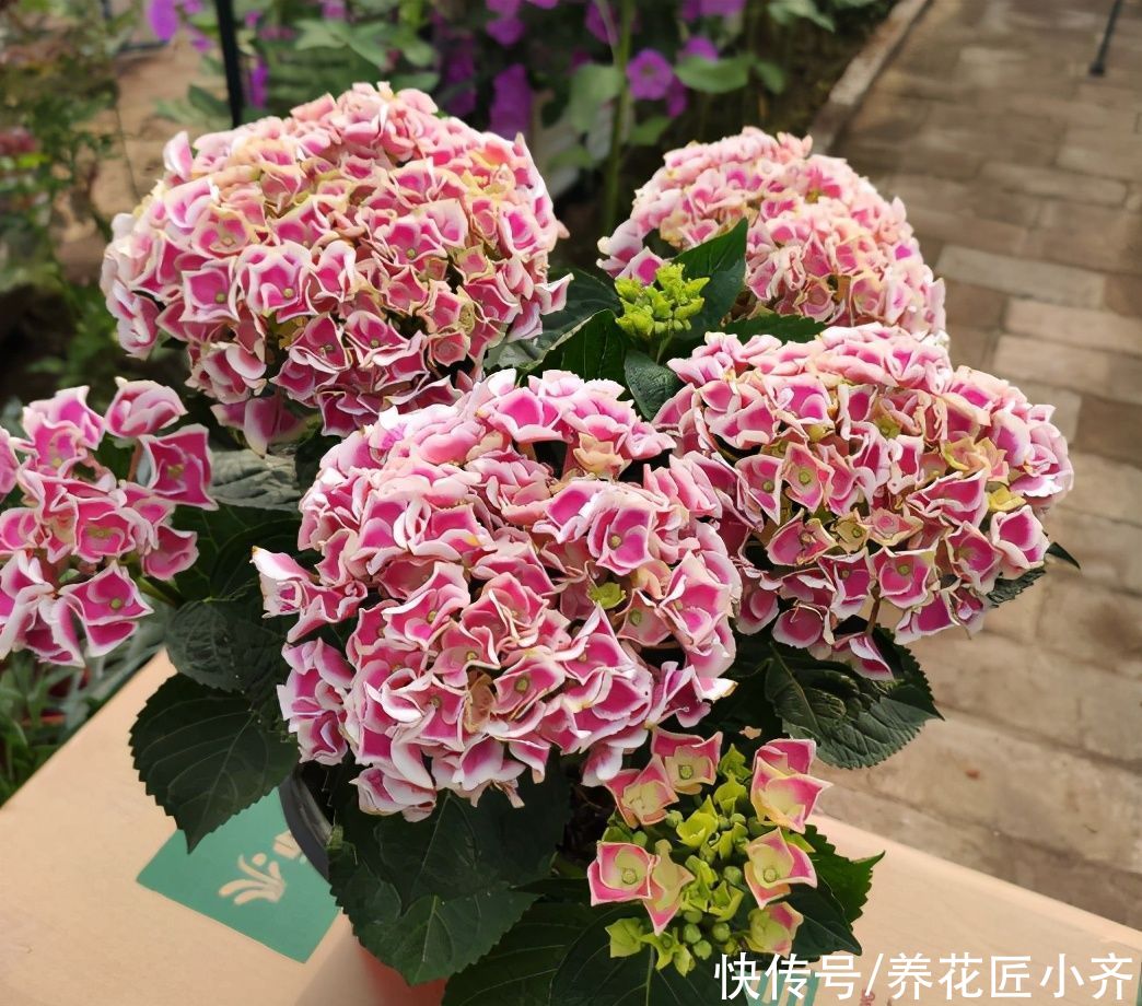 缺水|绣球夏季“3不能”,新手要牢记,才能保证长势,明年才能开花