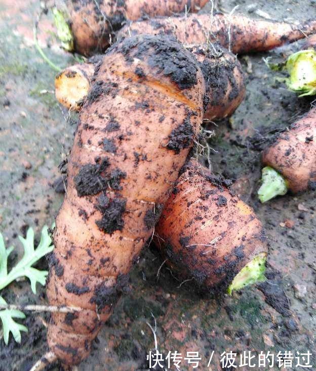 买胡萝卜时,这3种不能要,菜贩子自己都不吃