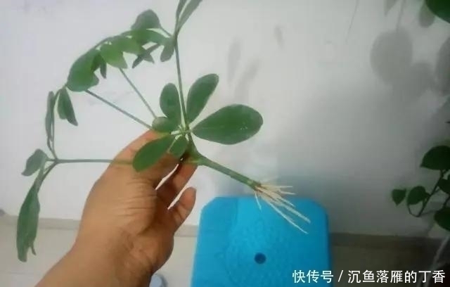 扦插|生根剂不用买，用家家都有的“小东西”，2分钟就能制出来