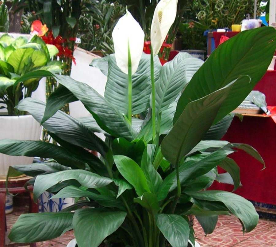 叶子|靠养花愉悦自己，盆栽这3款试试，寓意好，漂亮又实用