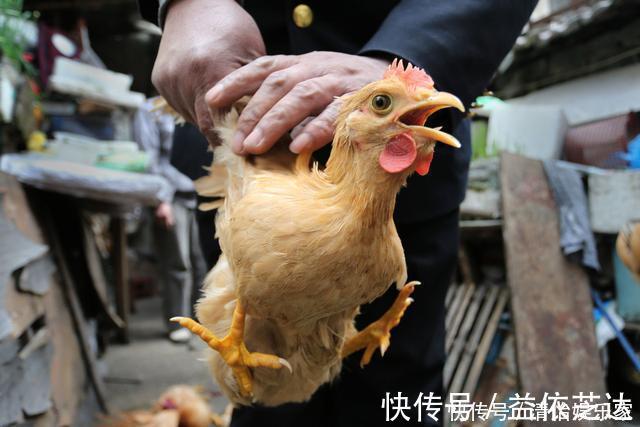 鸡肉焯水是大忌，不管鲜鸡还是冻肉，大厨教你这样做，鲜嫩有营养