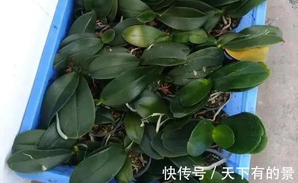 垃圾箱|邻居丢掉的花卉,看着太可惜了,捡回家处理下,照样能养好